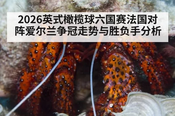 2026英式橄榄球六国赛法国对阵爱尔兰争冠走势与胜负手分析
